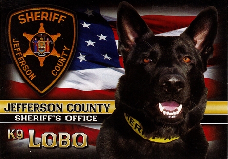 Retired K9 Lobo